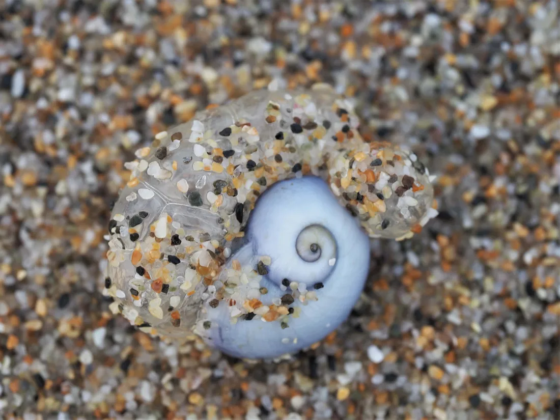 Sea Snail