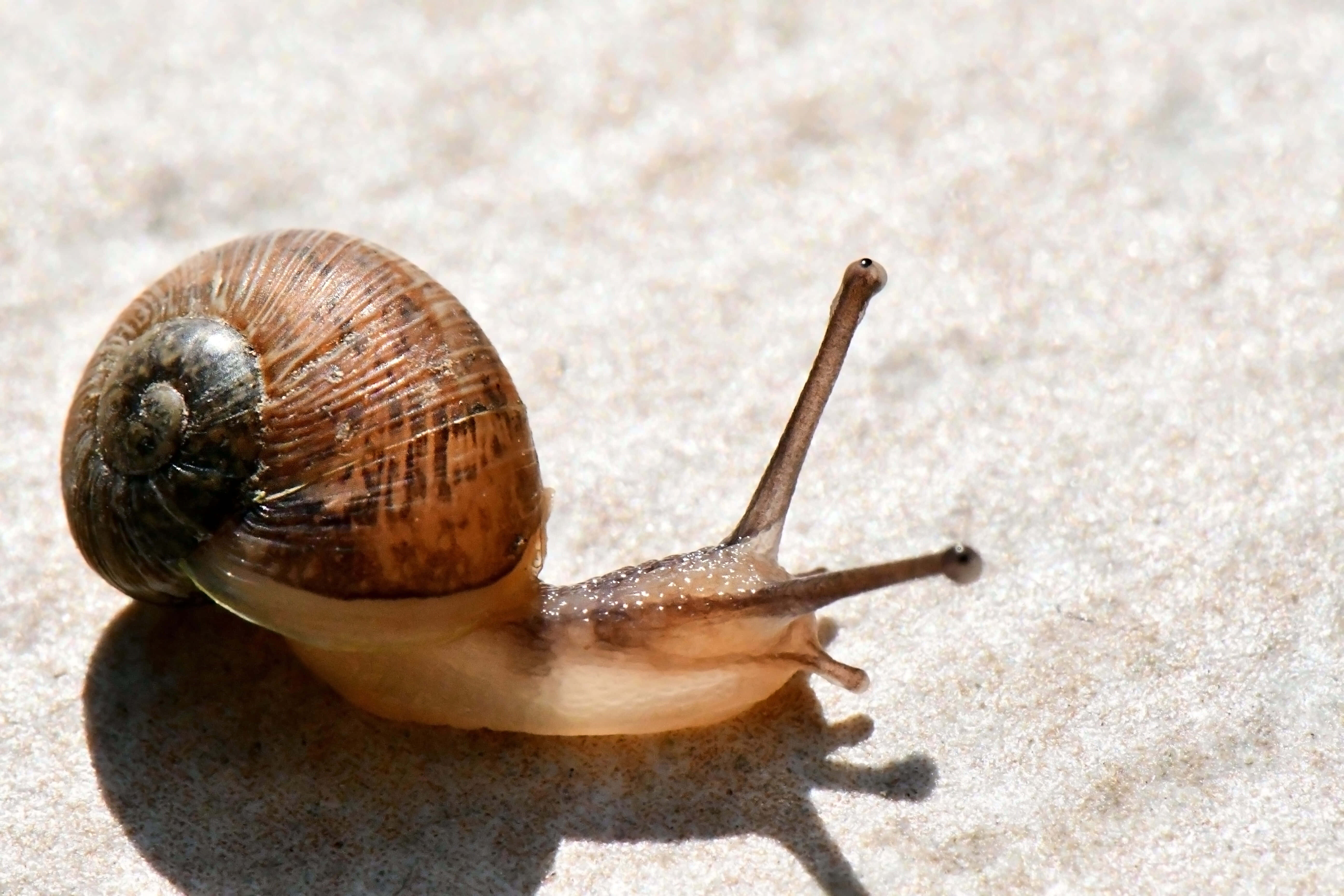 sunlit, brown snail, spiraled shell, 5K Desktop Wallpaper