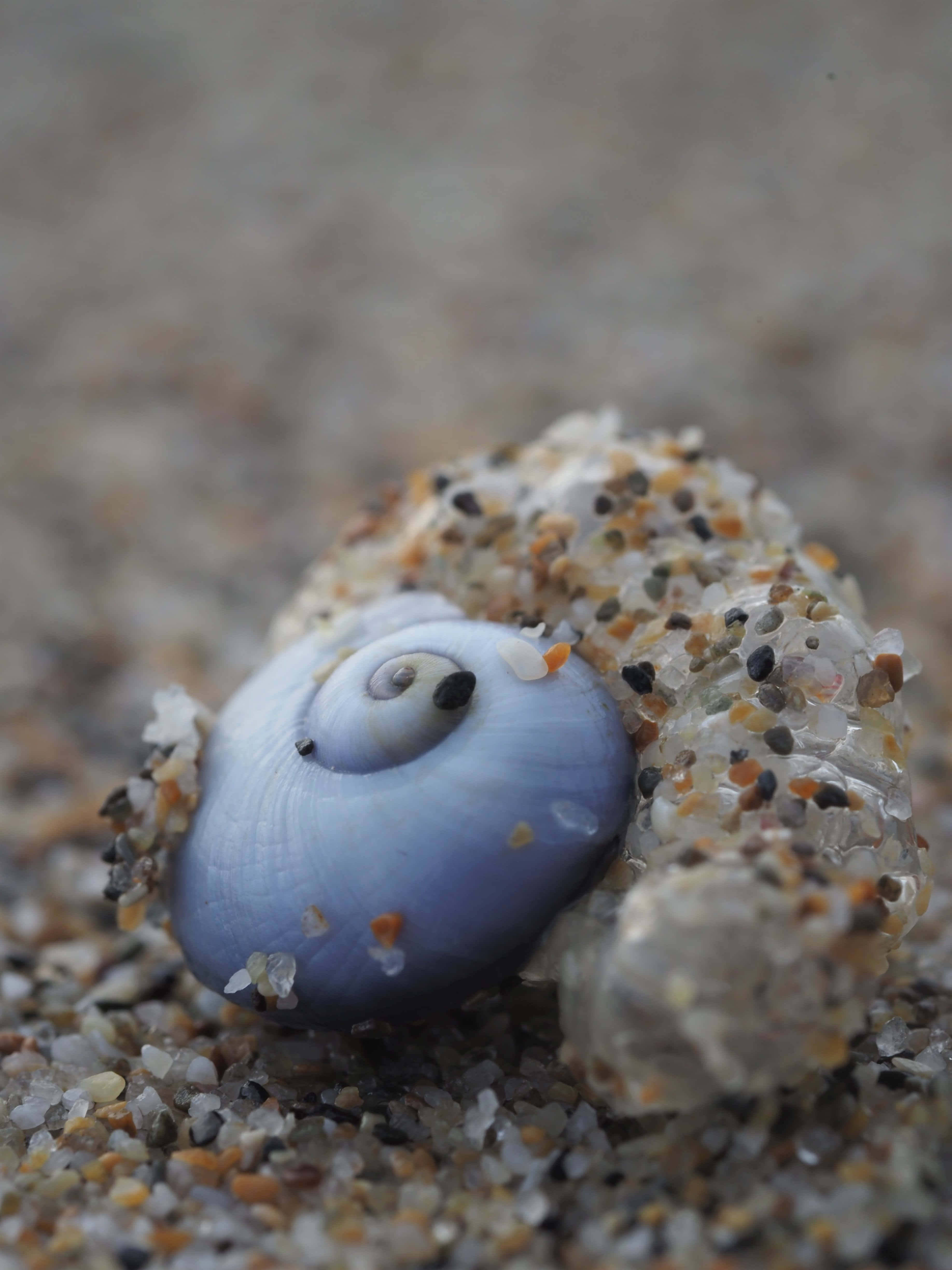 blue sea snail shell, coarse multicolored beach sand, delicate blue spiral seashell, 4K Phone Wallpaper