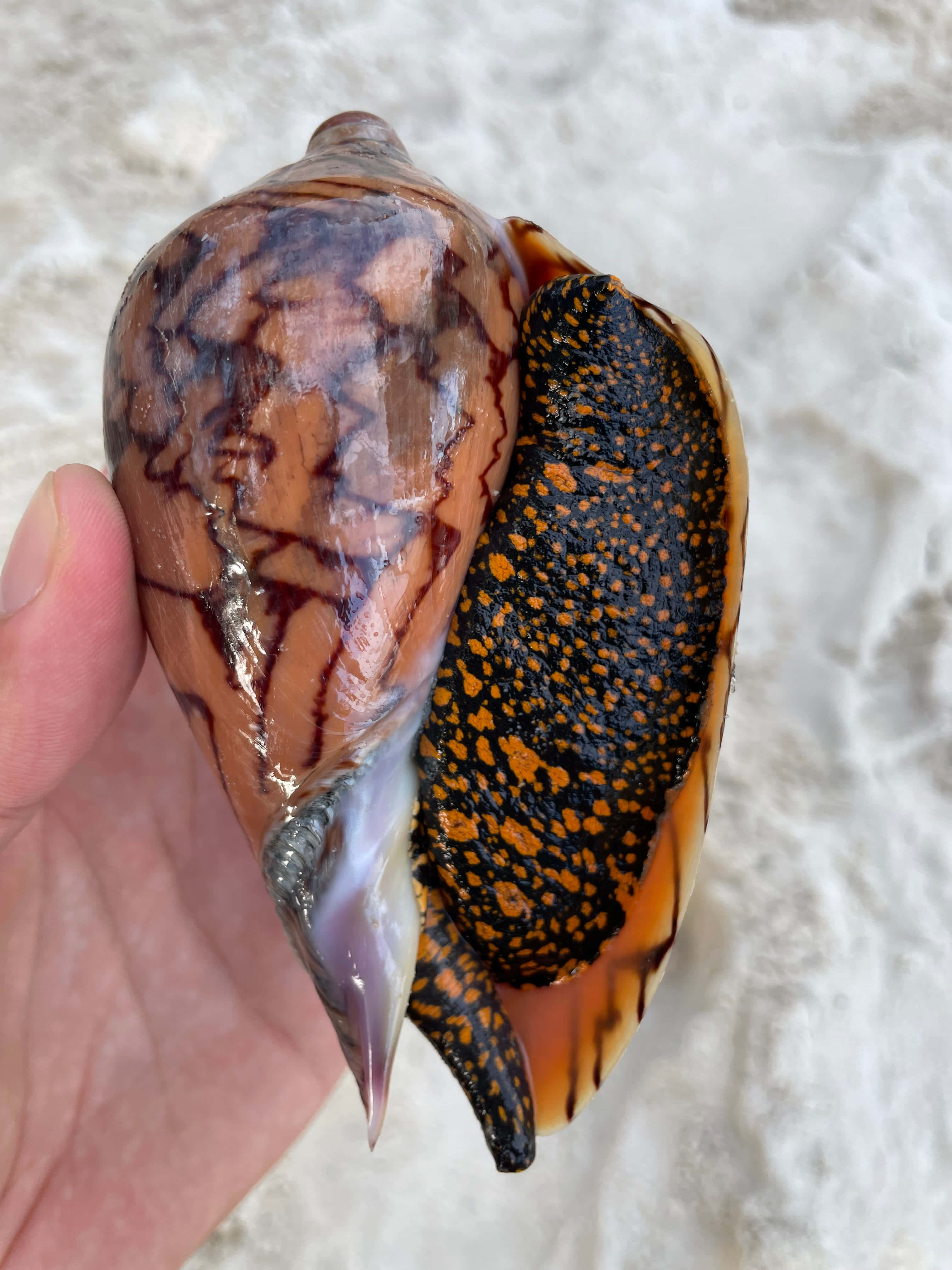 colorful sea snail, conch shell, brown and black marbled patterns, 4K Phone Wallpaper