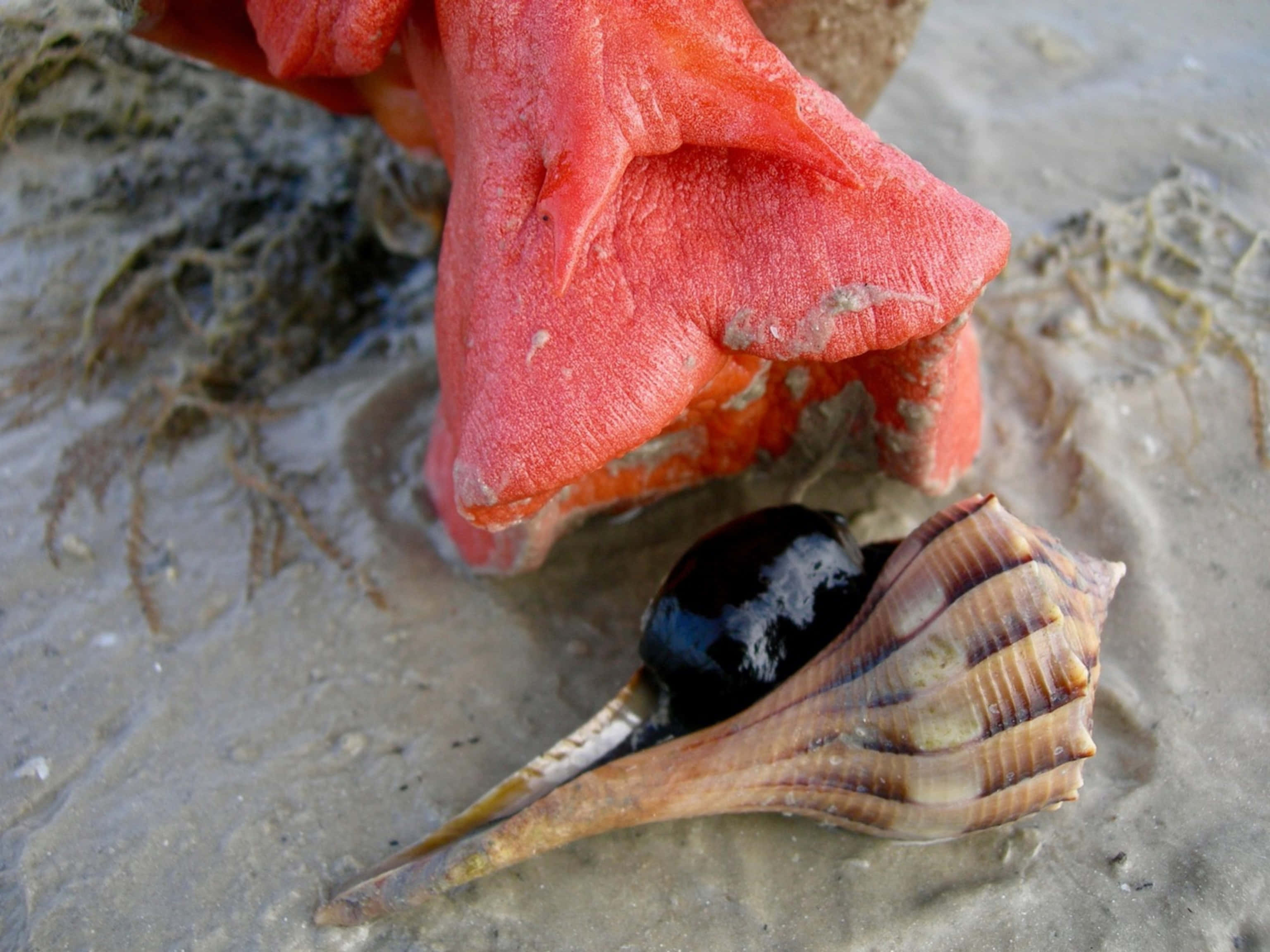 starfish, sea snail, vibrant red coral formation, 2K Desktop Wallpaper