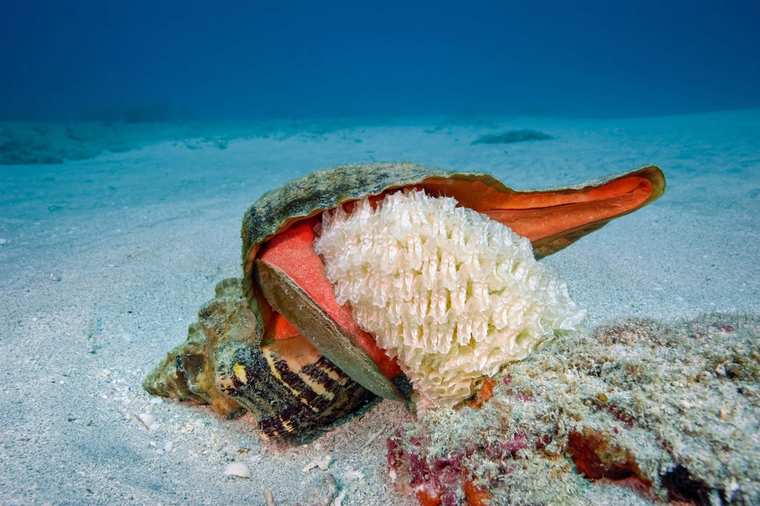 conch shell, sandy ocean floor, white coral growth, 2K Desktop Wallpaper