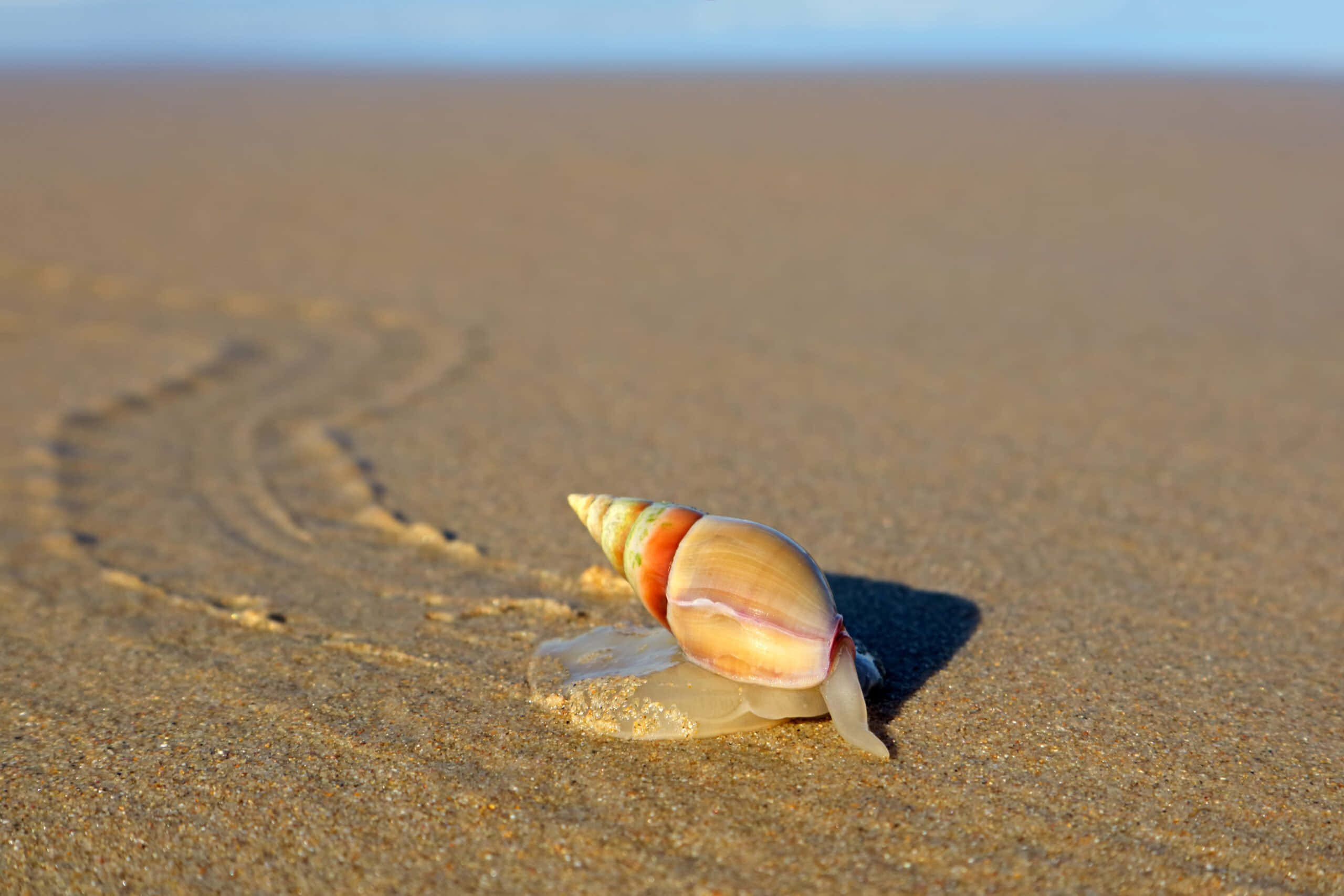 Sea Snail, orange and cream shell, wet sand, 2K Desktop Wallpaper