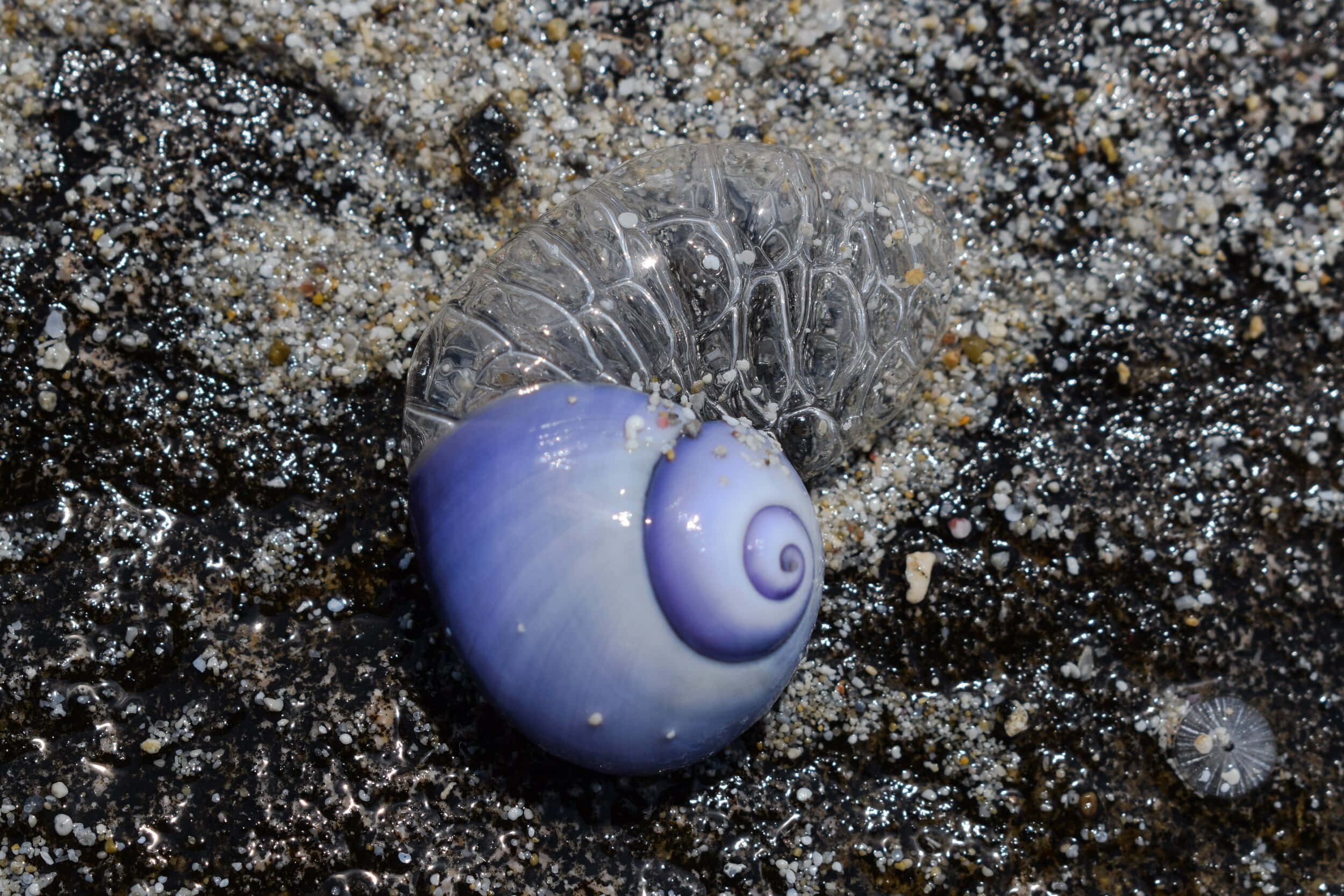 blue sea snail, sandy shore, purple spiral shell, Full HD Desktop Wallpaper