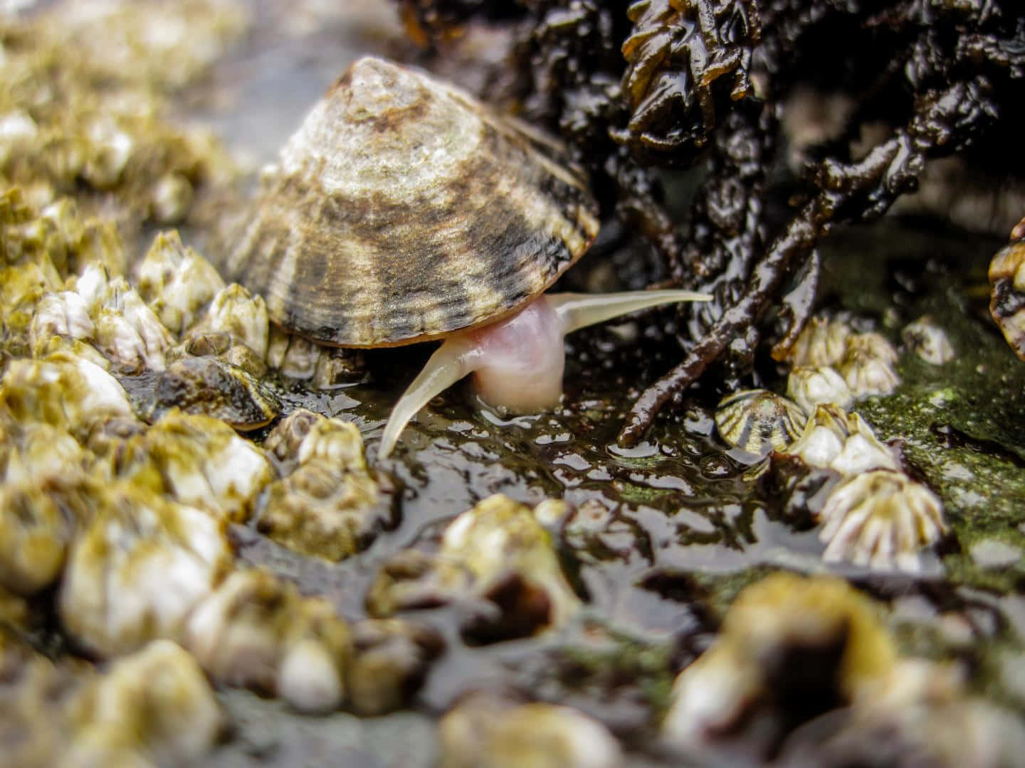 purple sea snail, wet rocks, barnacles, HD Desktop Wallpaper