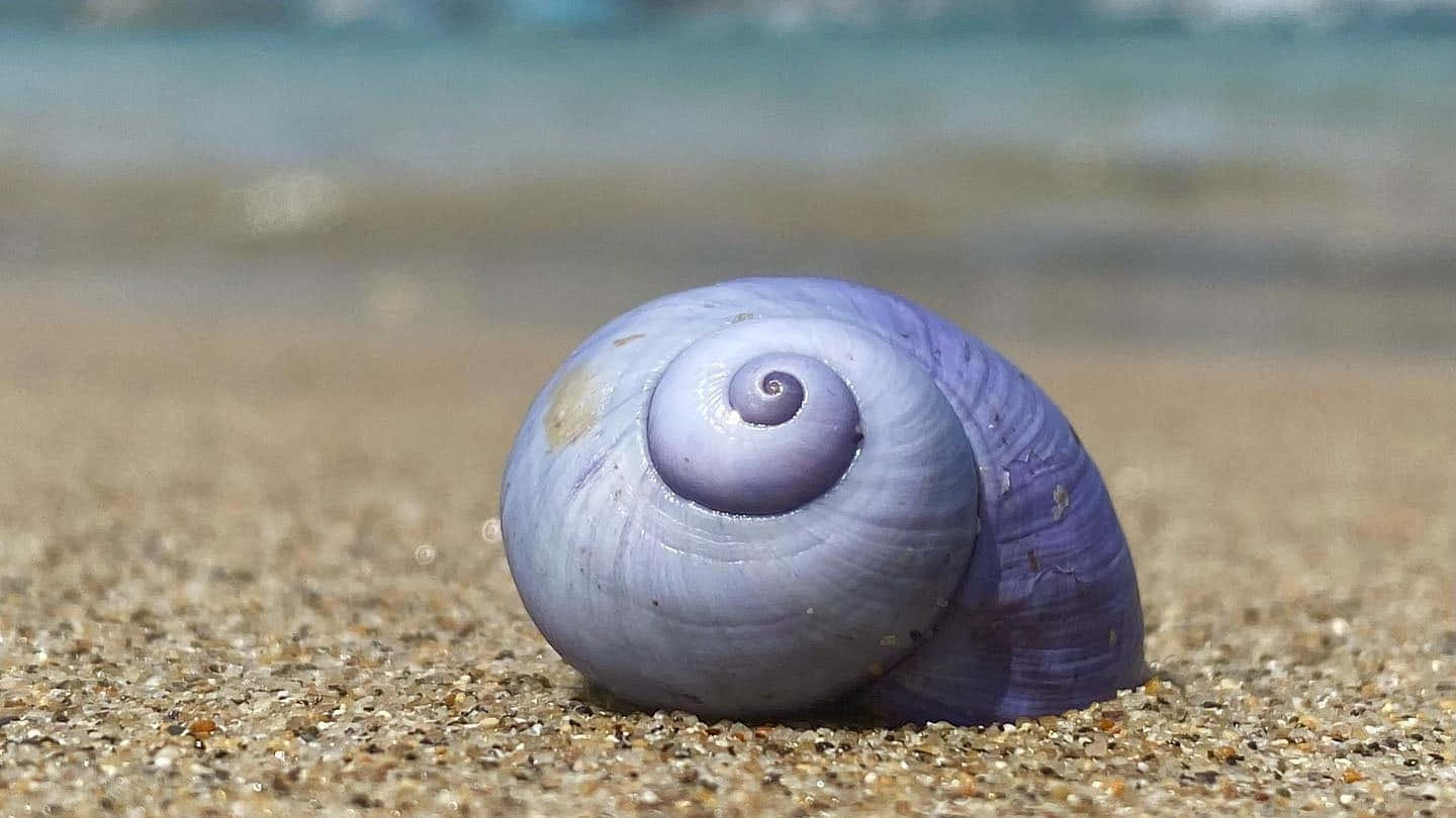 purple sea snail, beach sand, golden sand, HD Desktop Wallpaper