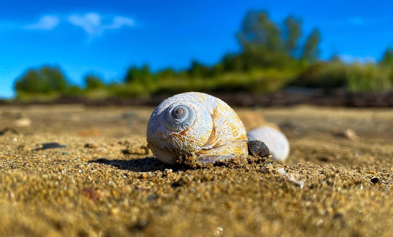 beachside sea snail shell, weathered spiral seashell, wet sand, HD Desktop Wallpaper
