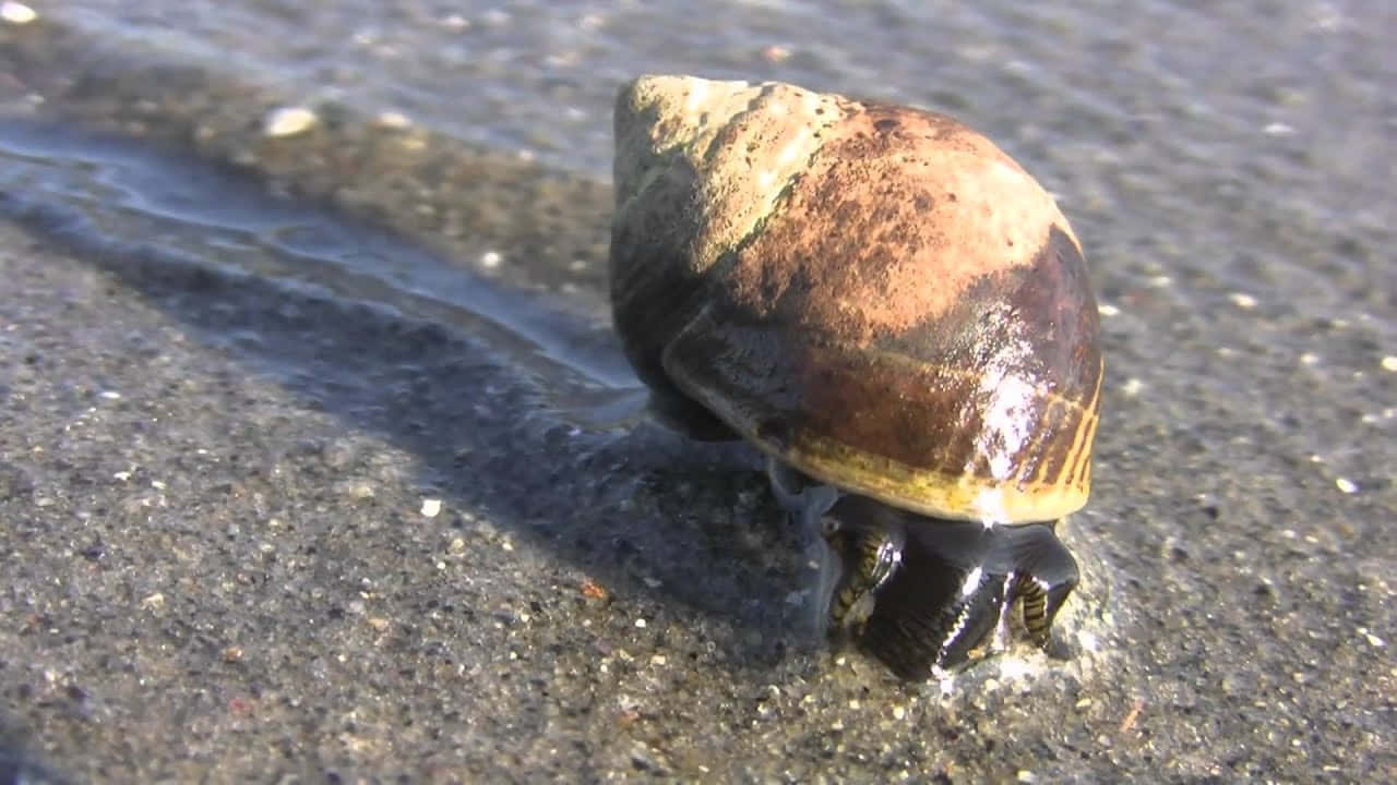 sea snail, wet dark sand, brown and beige, HD Desktop Wallpaper
