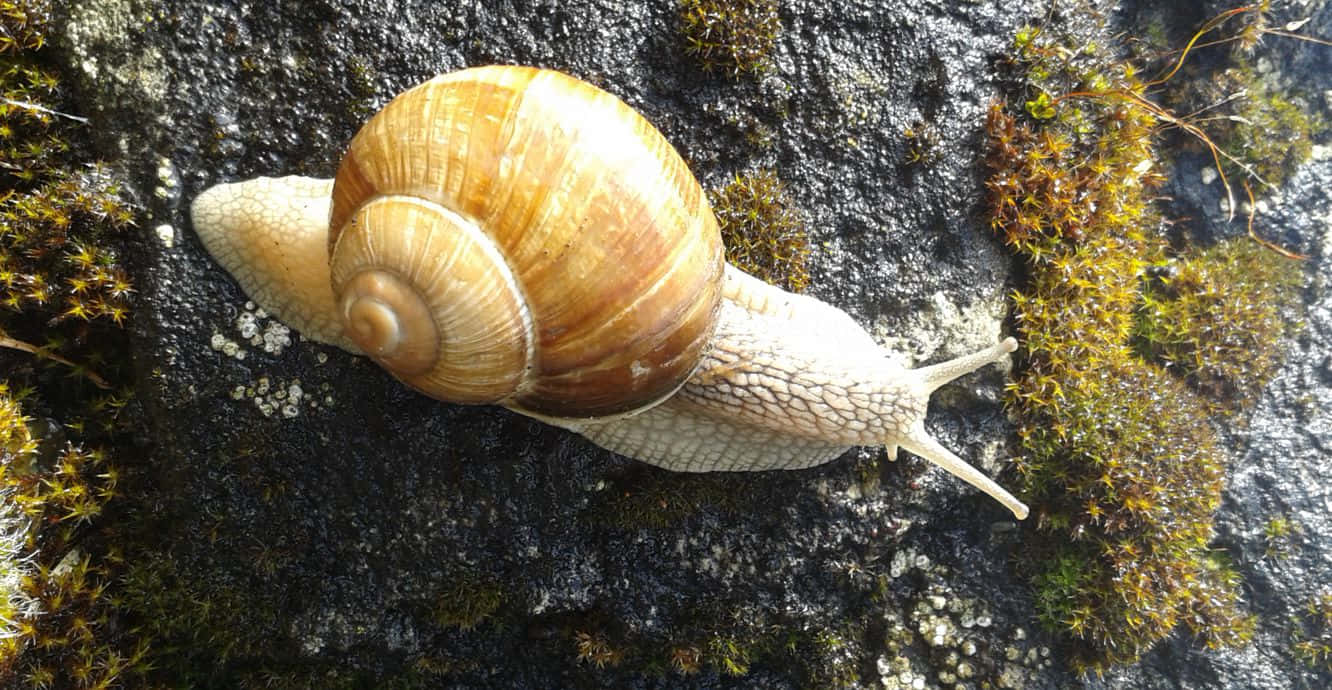 brown sea snail, spiraled shell, dark mossy rock, HD Desktop Wallpaper