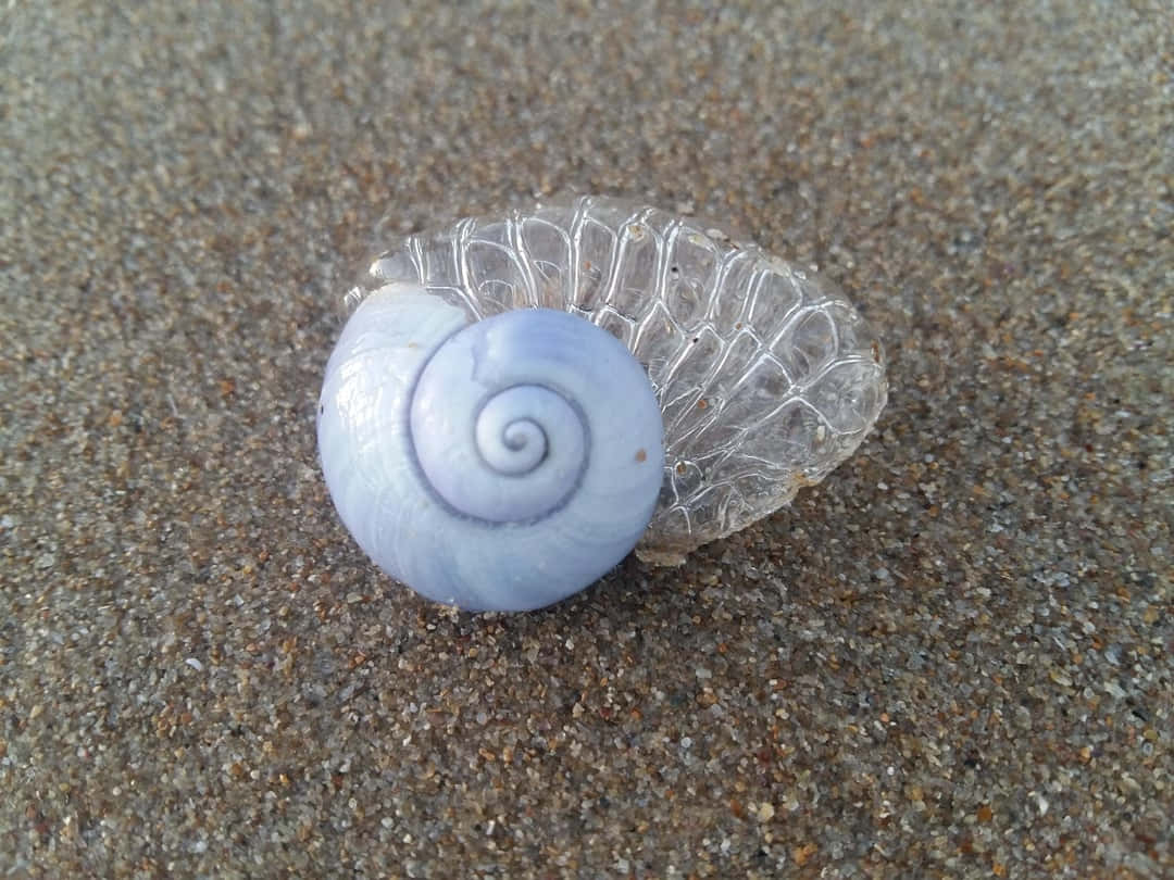blue sea snail shell, wet sand, transparent jellyfish, SD Desktop Wallpaper
