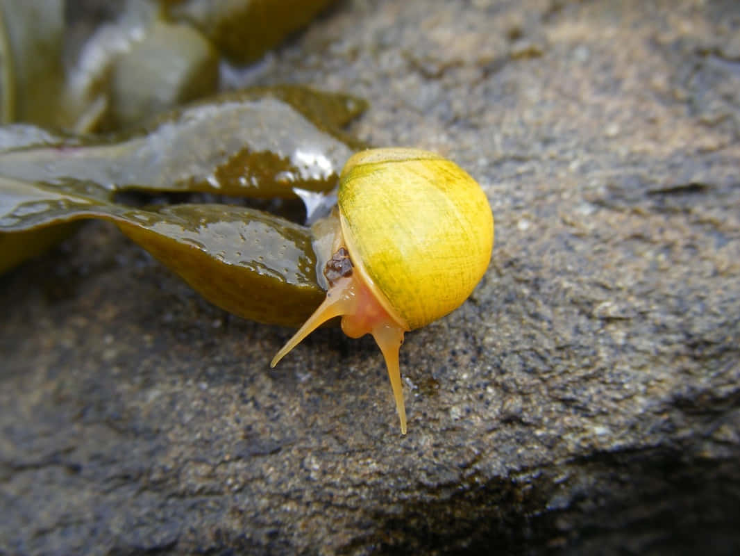 yellow sea snail, pinkish tentacles, wet gray rock, SD Desktop Wallpaper