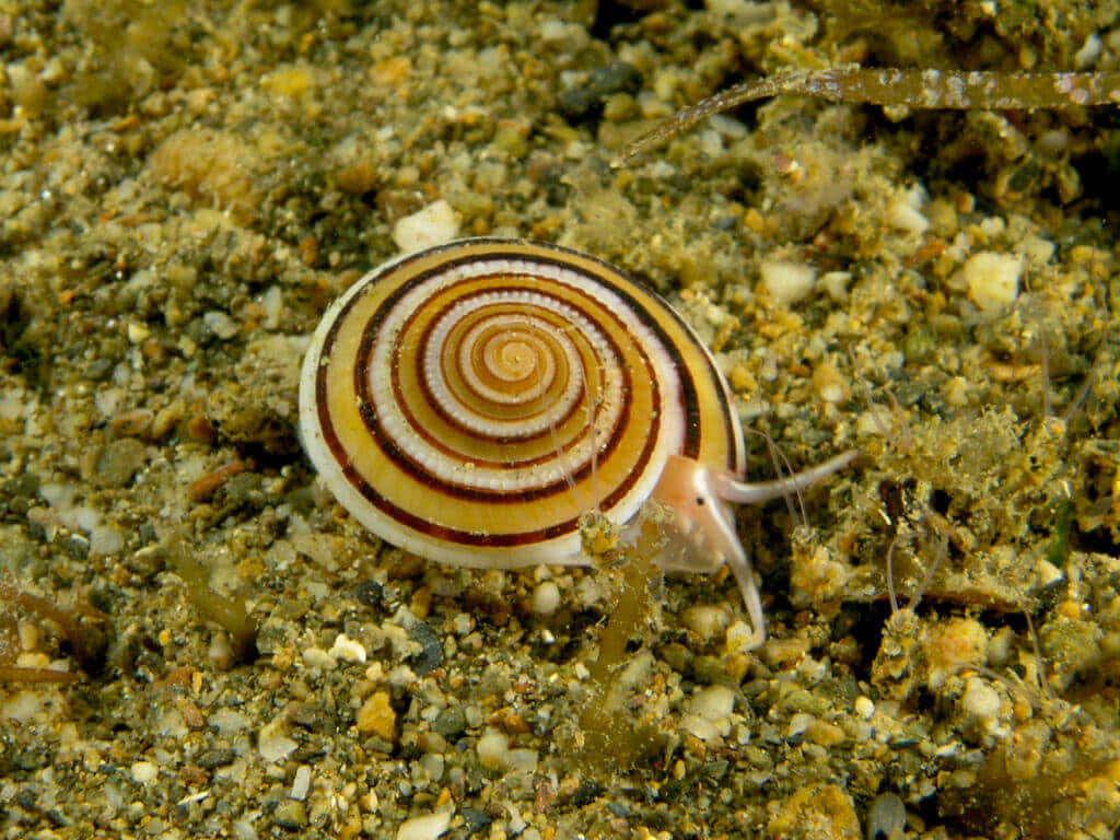 spiraled shell, sea snail, concentric brown and cream stripes, SD Desktop Wallpaper