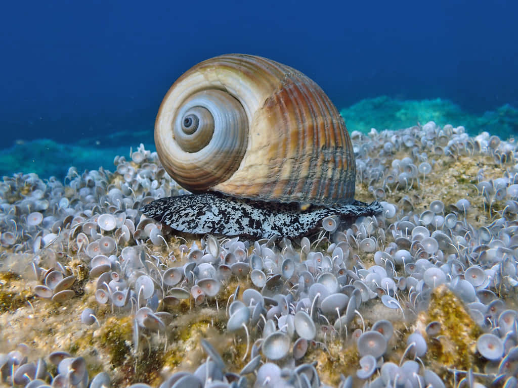 marine snailon, coral reef, brown and cream shell, SD Desktop Wallpaper