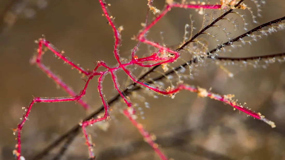 Sea Spider