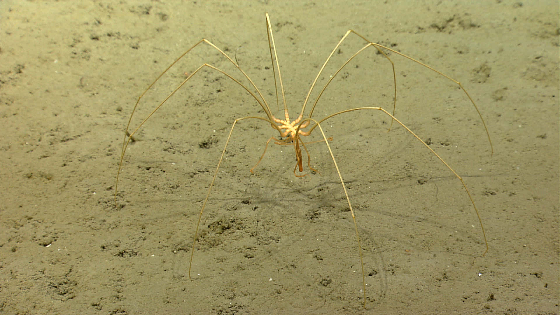 Sea Spider, ocean floor, sandy ocean floor, Full HD Desktop Wallpaper