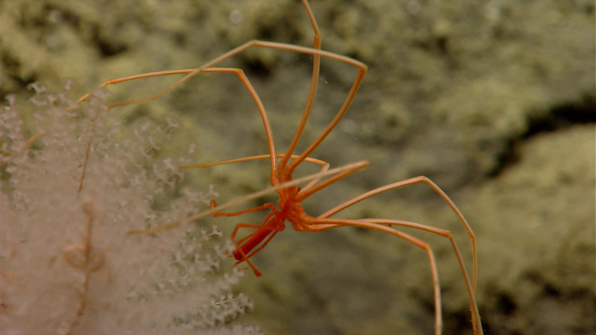 Sea Spider, vibrant orange, long slender legs, Full HD Desktop Wallpaper