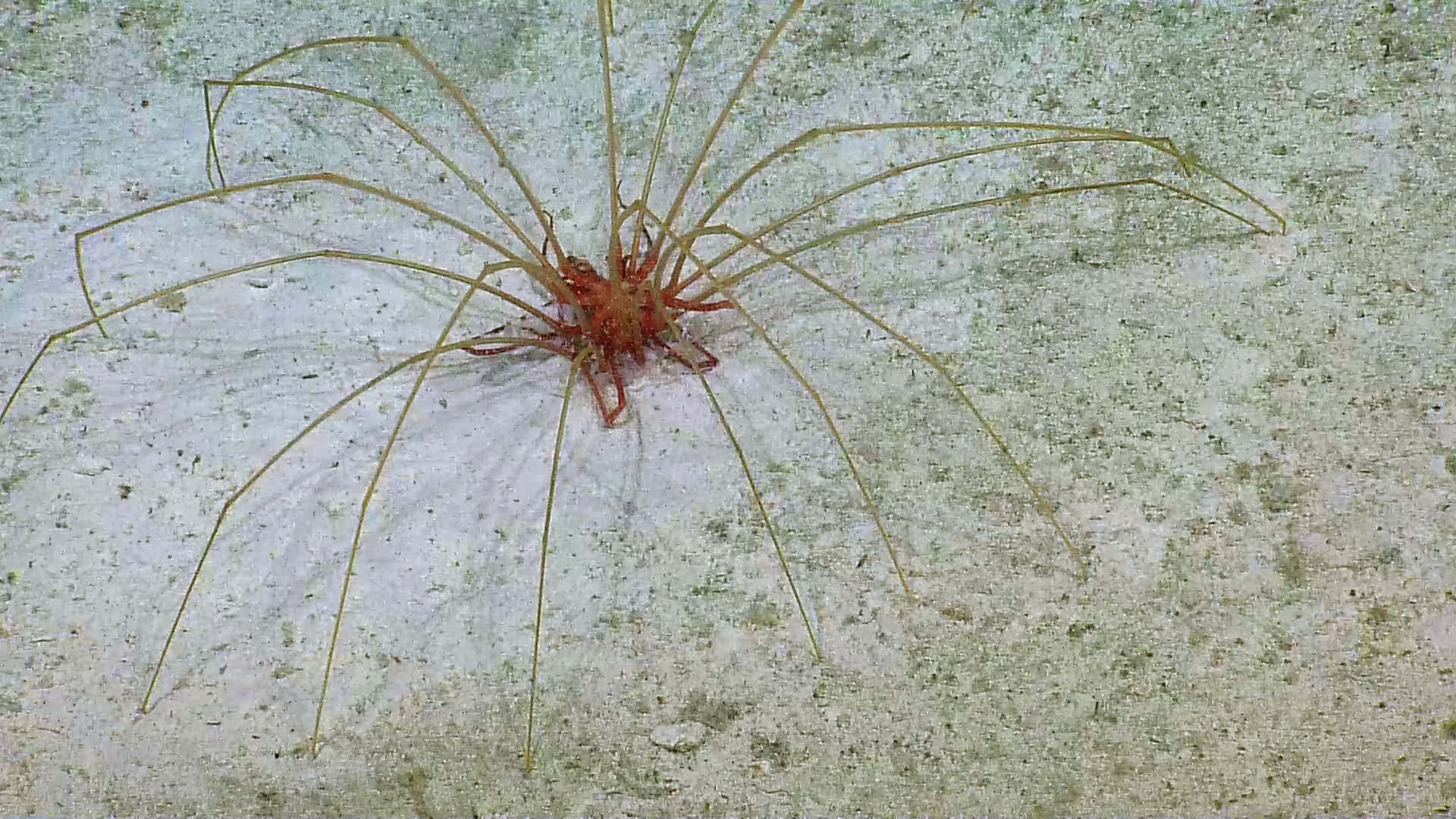 Sea Spider, deep blue ocean, reddish body, Full HD Desktop Wallpaper