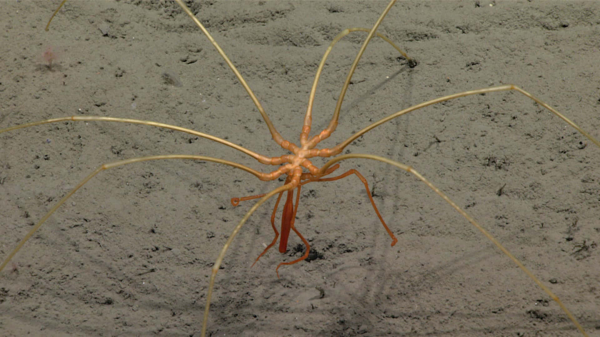 Sea Spider, vibrant orange, long slender legs, Full HD Desktop Wallpaper