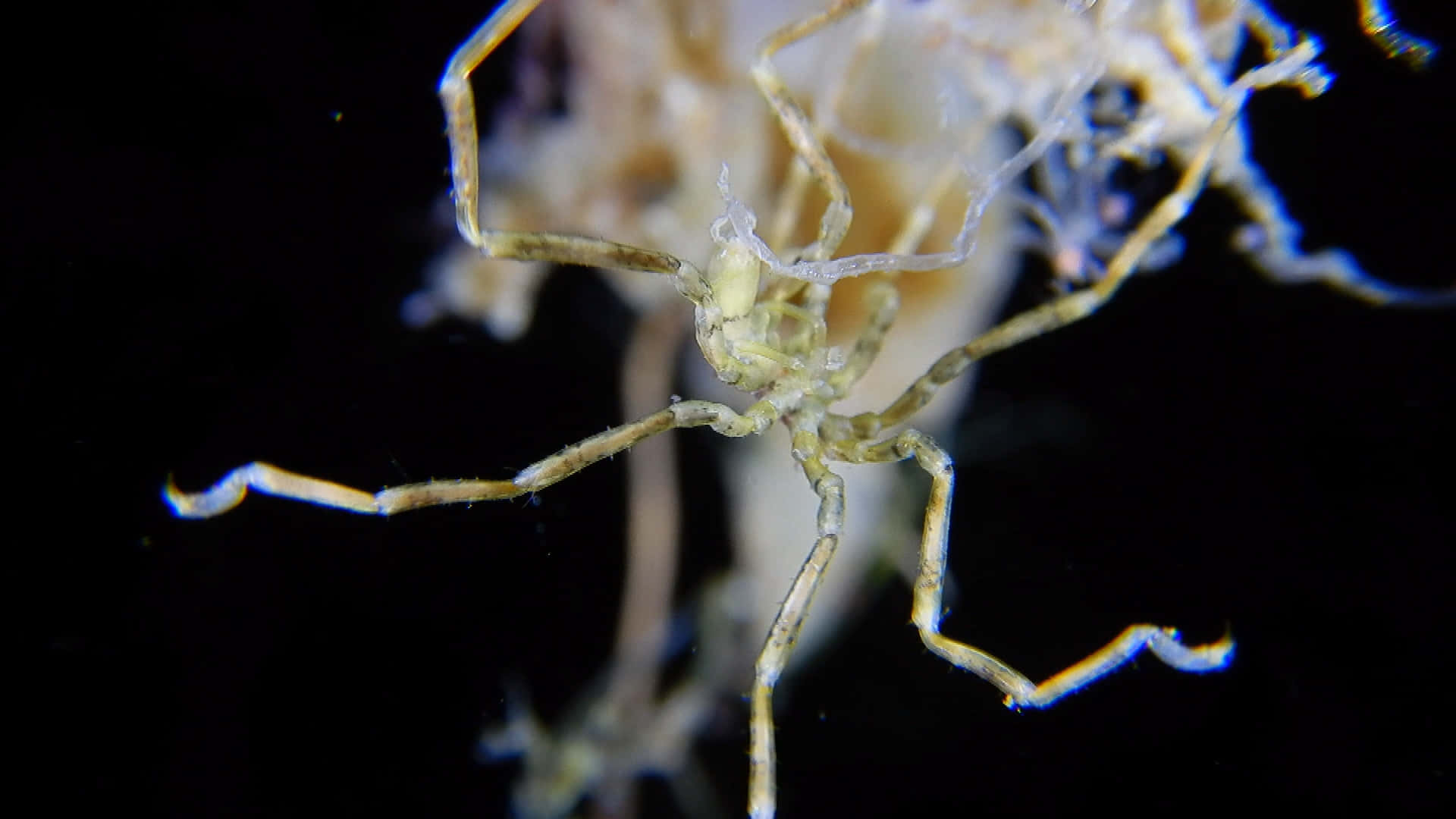 Sea Spider, deep blue waters, translucent ghost shrimp, Full HD Desktop Wallpaper