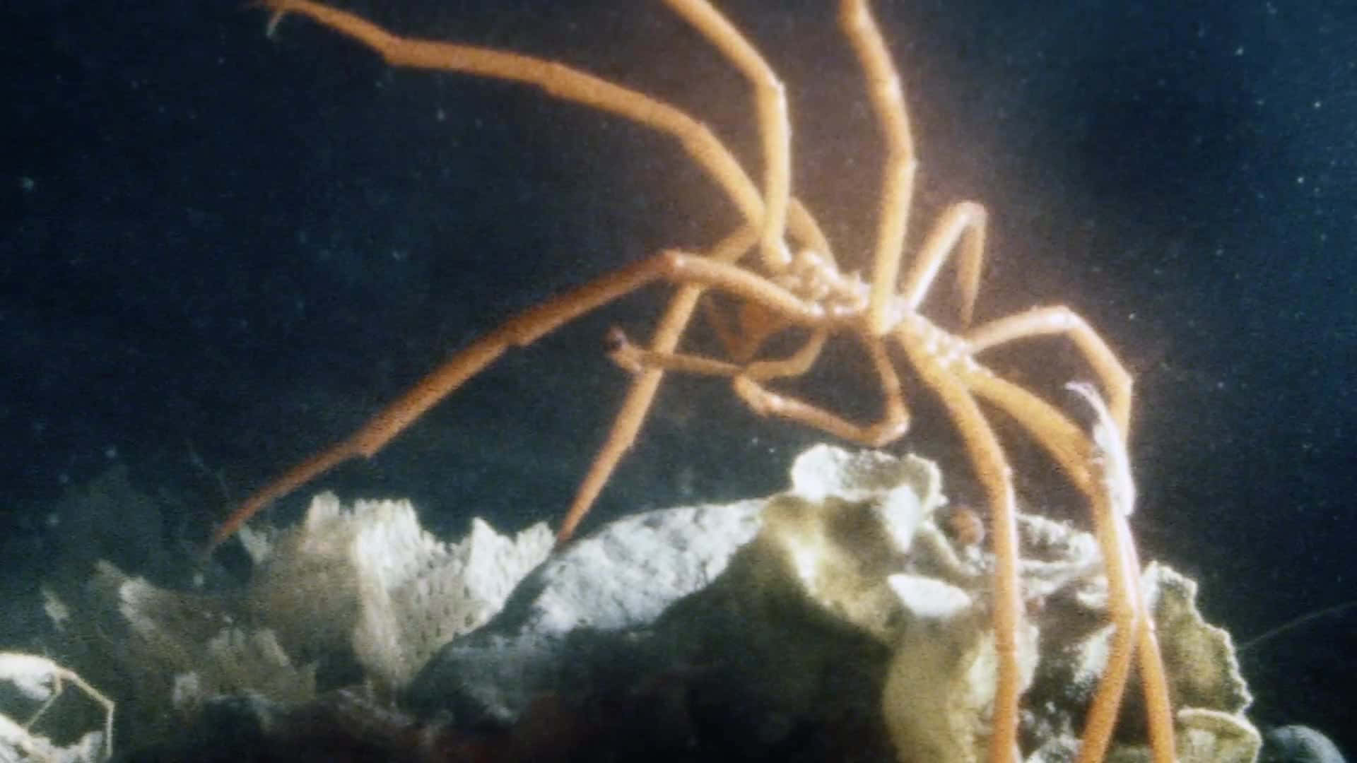 Sea Spider, orange, deep-sea, Full HD Desktop Wallpaper