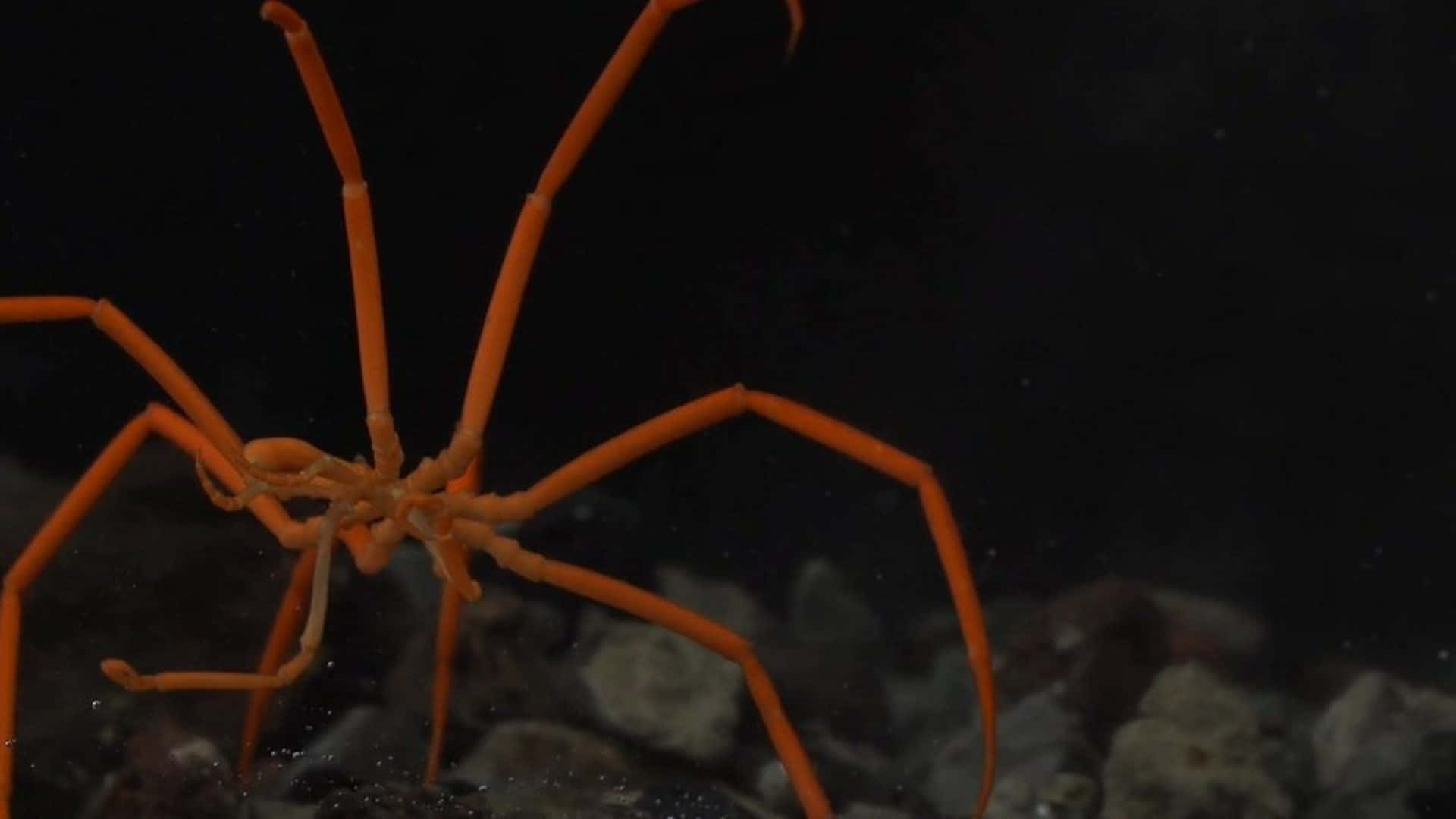 Sea Spider, coral, vibrant orange, Full HD Desktop Wallpaper