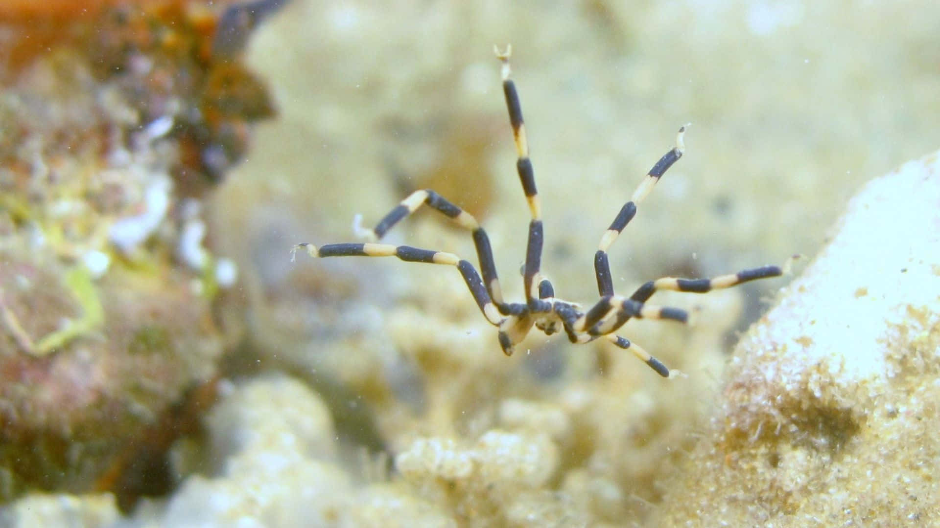 sea spider, black and yellow striped, sandy coral reef floor, Full HD Desktop Wallpaper