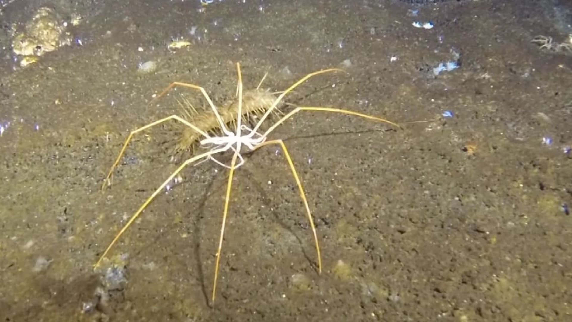 Sea Spider, dark sandy ocean floor, dim light, Full HD Desktop Wallpaper