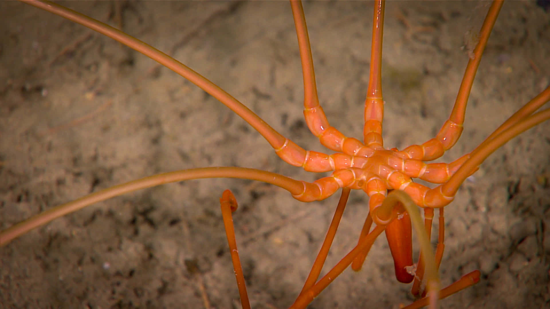 orange sea spider, sandy ocean floor, close-up photo, Full HD Desktop Wallpaper