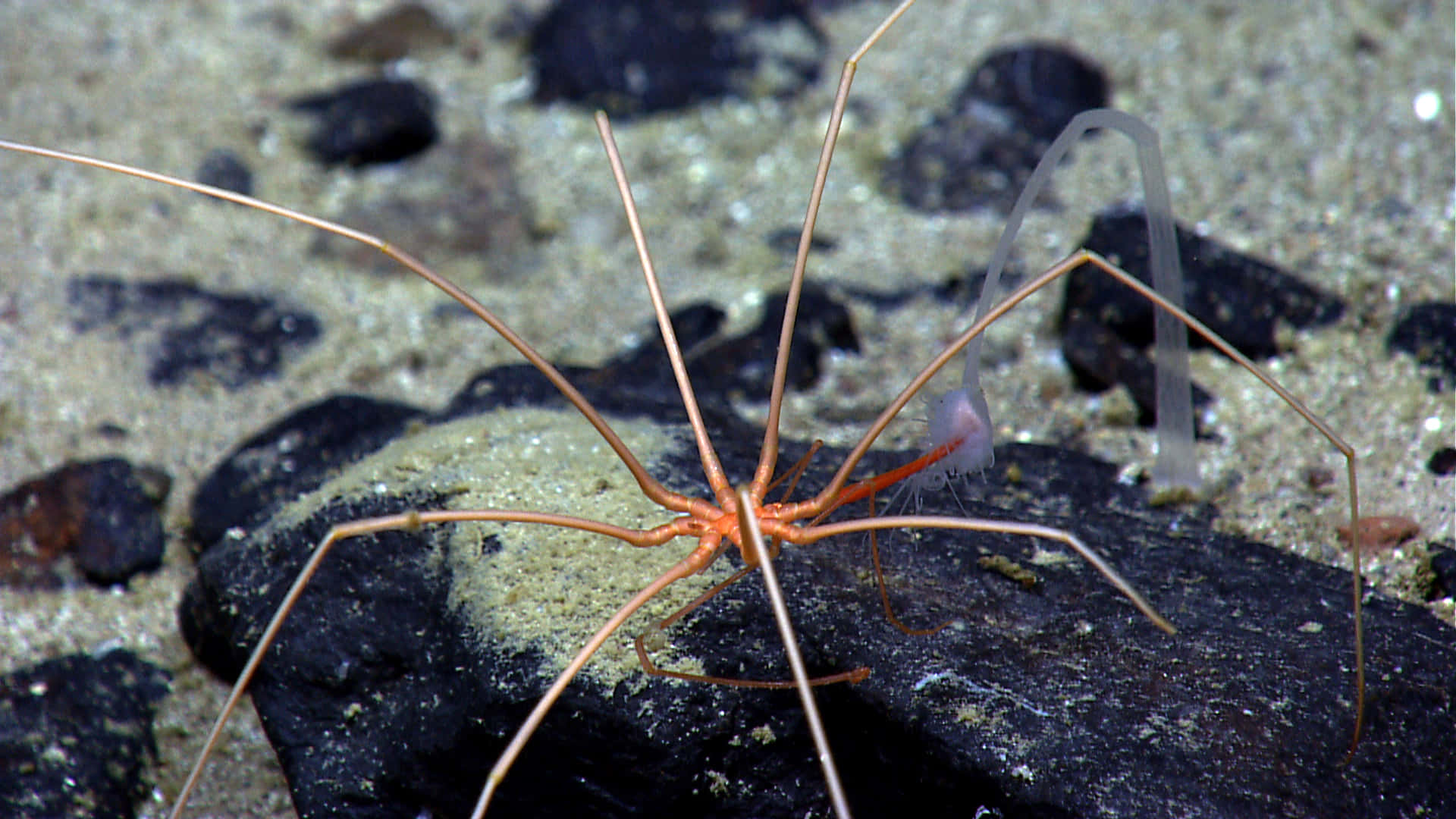 Sea Spider, translucent orange, long spindly legs, Full HD Desktop Wallpaper
