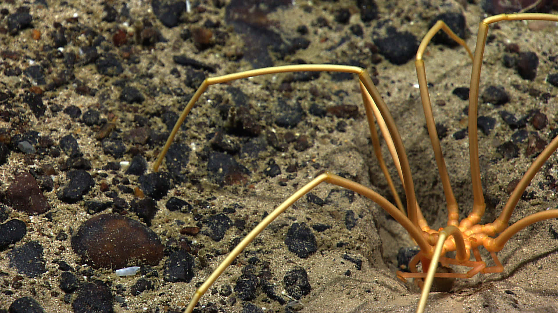 Sea Spider, sandy ocean floor, vibrant orange, Full HD Desktop Wallpaper