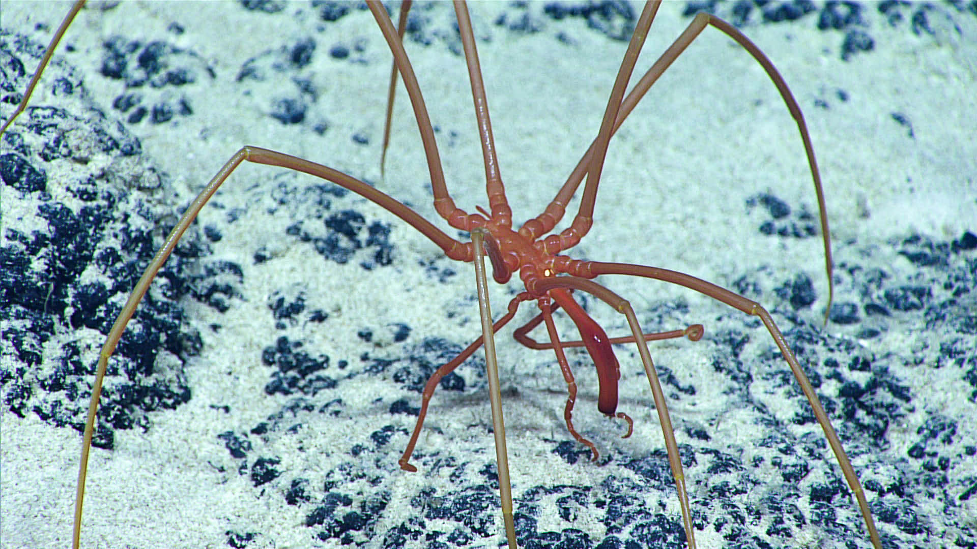 Sea Spider, translucent reddish, deep-sea, Full HD Desktop Wallpaper