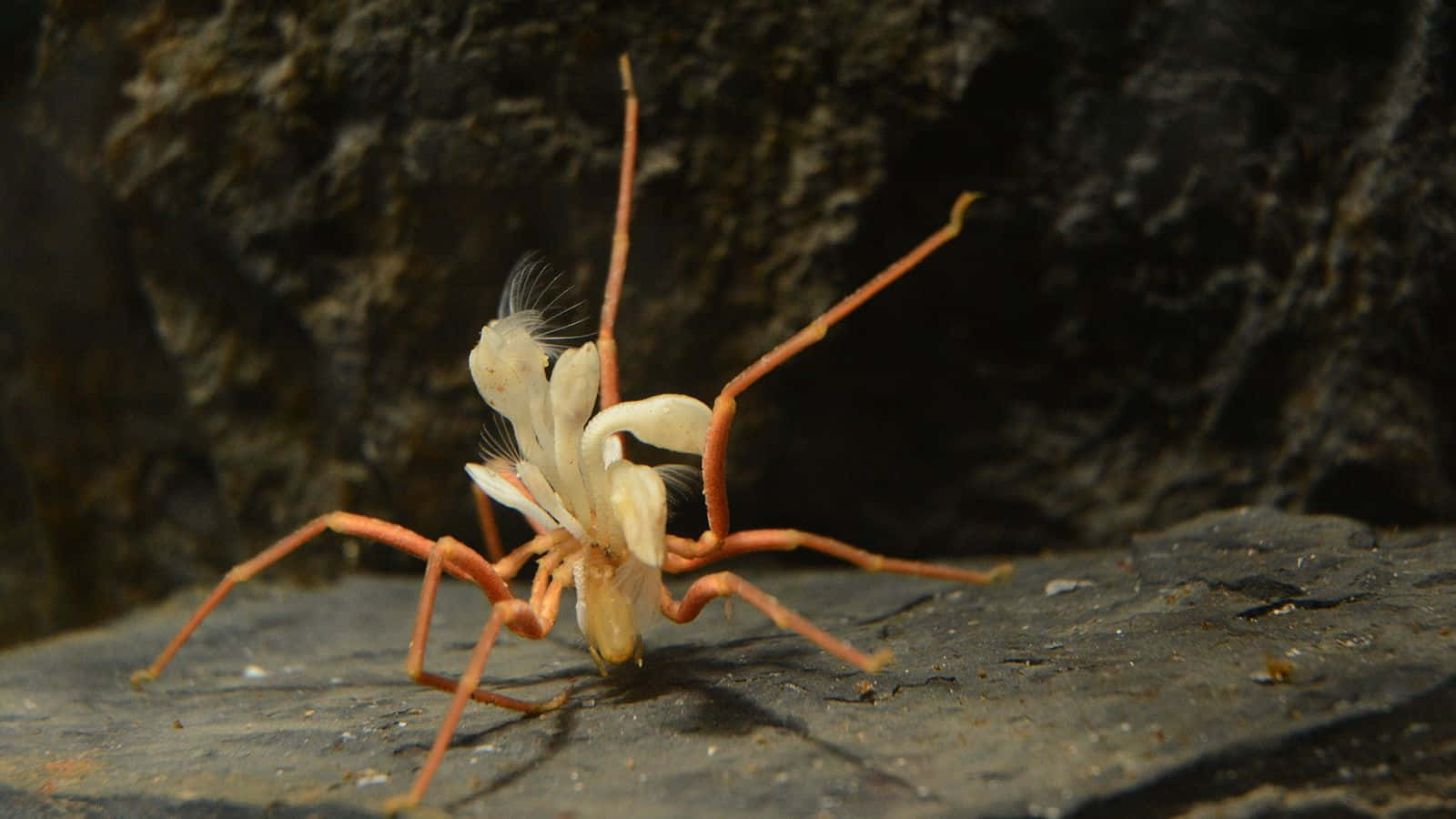 Sea Spider, pale orange, feathery appendages, HD Desktop Wallpaper