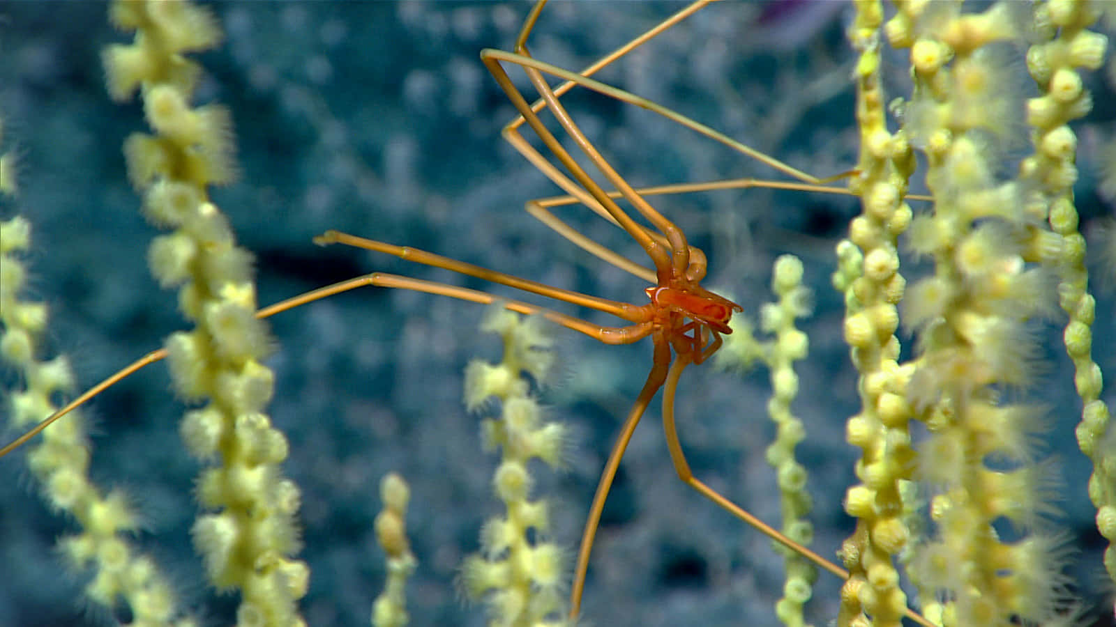Sea Spider, coral polyps, translucent orange, HD Desktop Wallpaper
