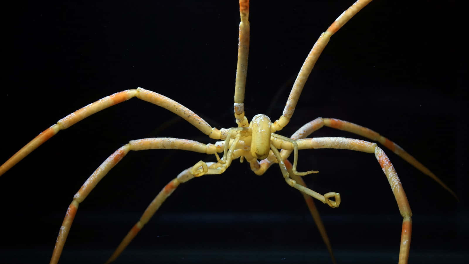 Sea Spider, pycnogonid, pale yellow, HD Desktop Wallpaper