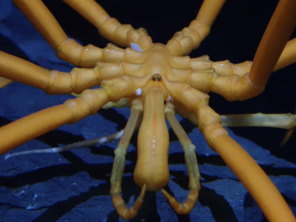 Sea Spider, orange, long segmented legs, SD Desktop Wallpaper