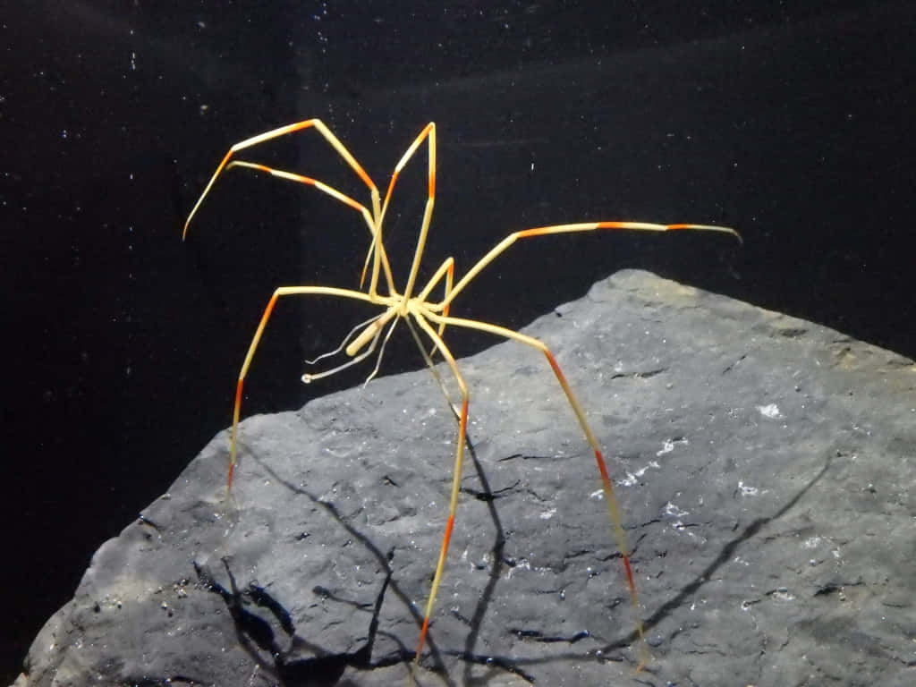 Sea Spider, orange, long slender legs, SD Desktop Wallpaper