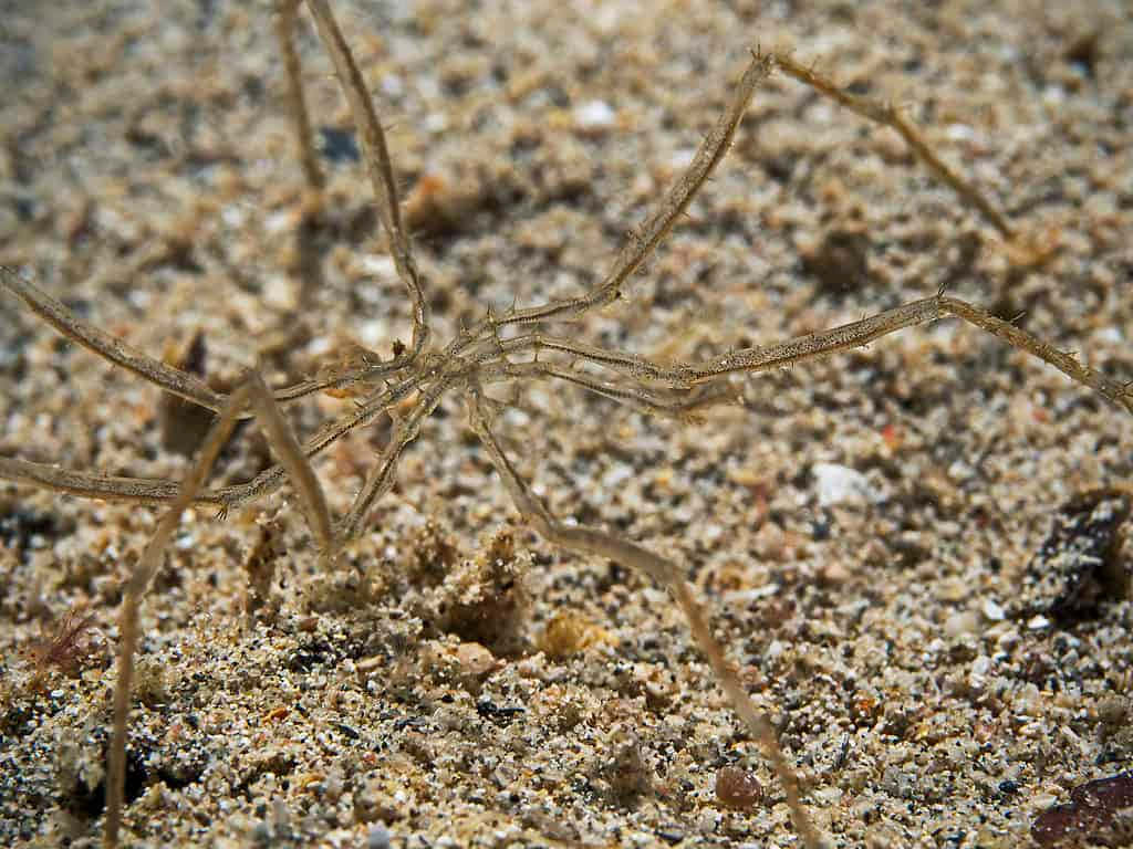 Sea Spider, sandy ocean floor, close-up underwater shot, SD Desktop Wallpaper