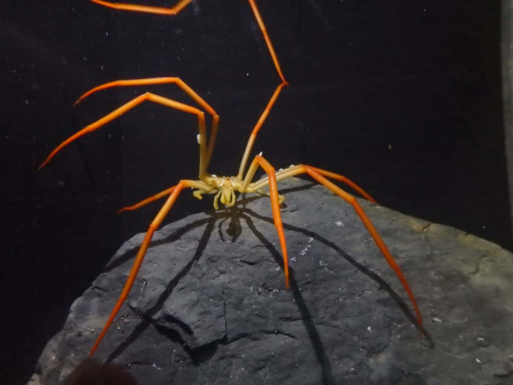 sea spider, vibrant orange, dark rock, SD Desktop Wallpaper