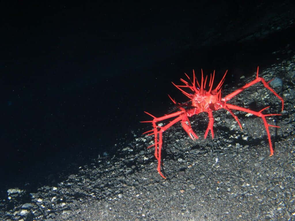 Red Sea Spider, vivid red spiny crab, dark rocky ocean floor, SD Desktop Wallpaper