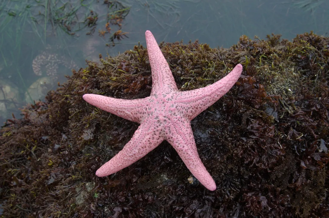 Sea Star