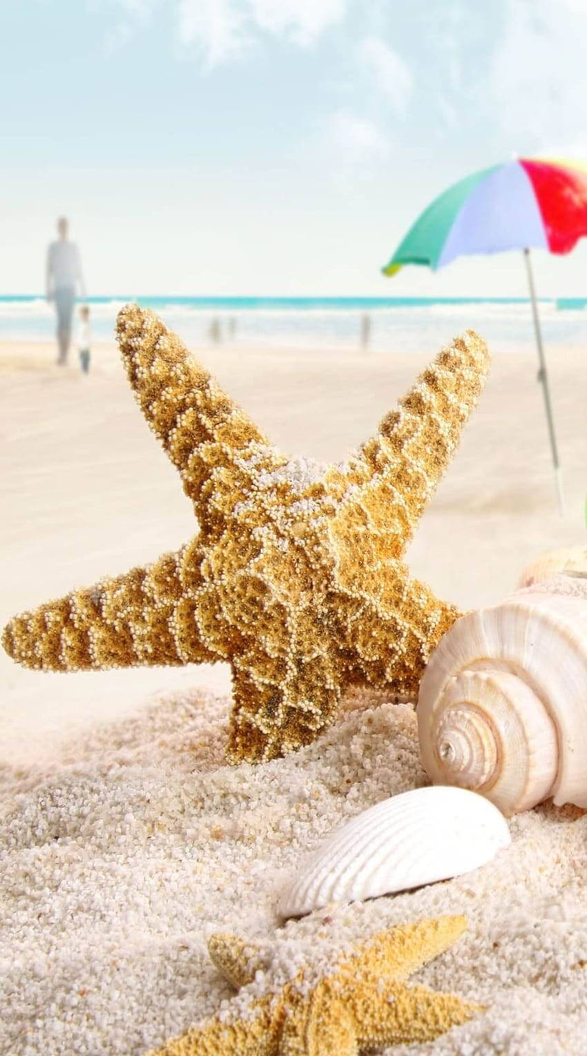 starfish, seashells, sunny beach, HD Phone Wallpaper