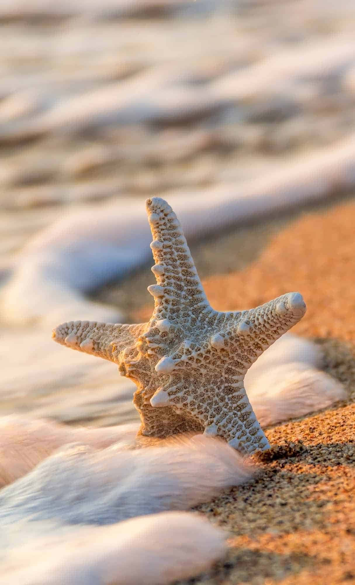 starfish, sunset, shoreline, Full HD Phone Wallpaper