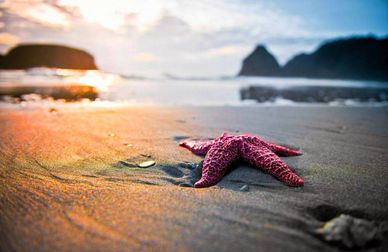 purple starfish, sea seashore, sunset, HD Desktop Wallpaper