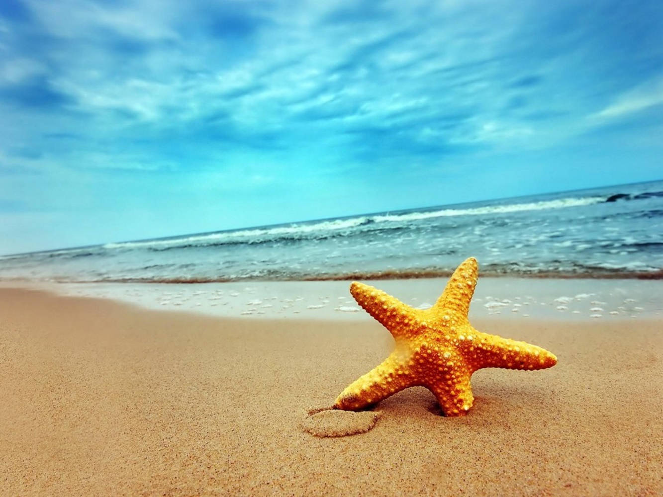 orange starfish, wet golden sand, gentle ocean waves, HD Desktop Wallpaper