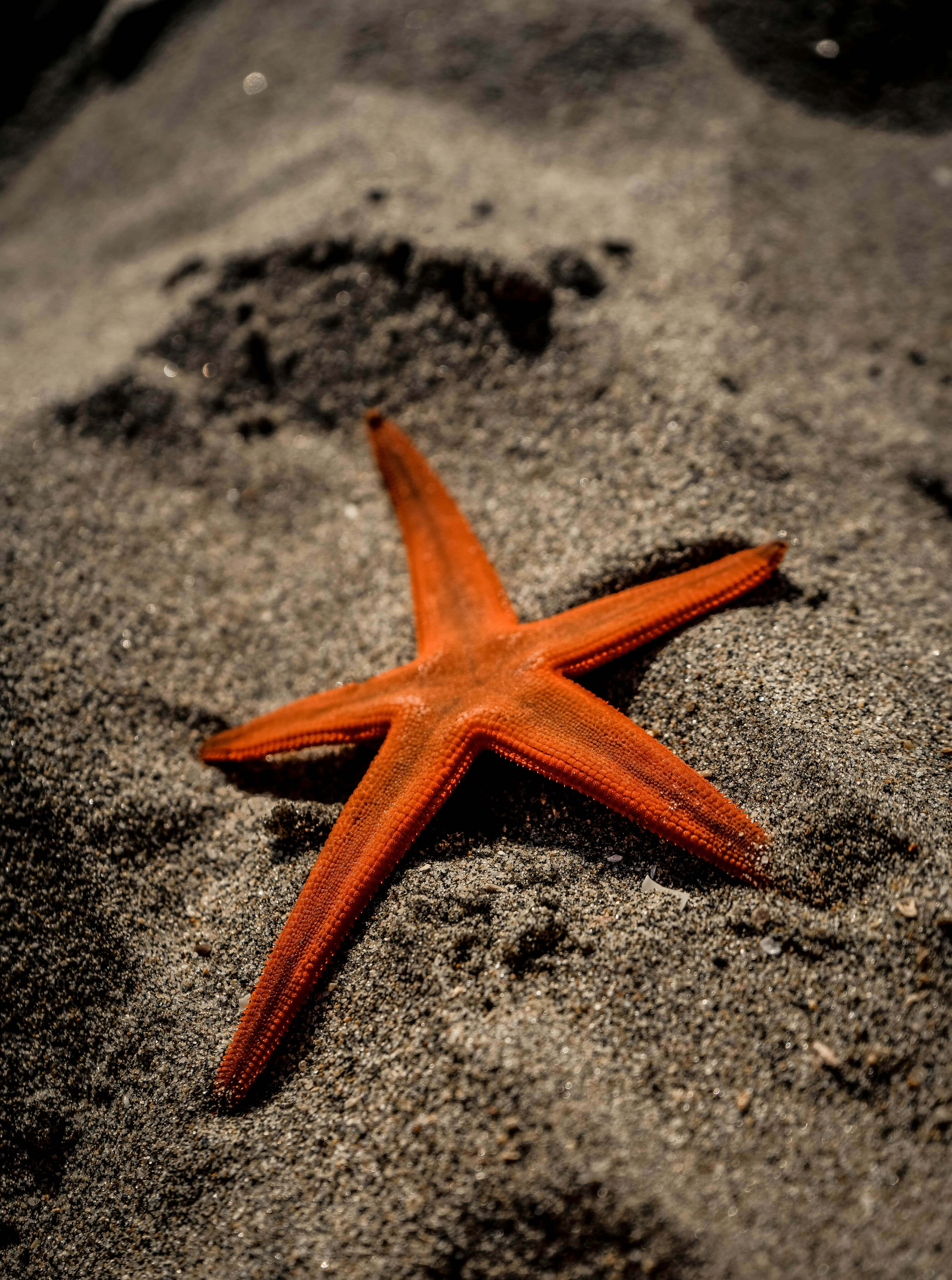 orange starfish, dark wet sand, shallow water droplets, 5K Phone Wallpaper