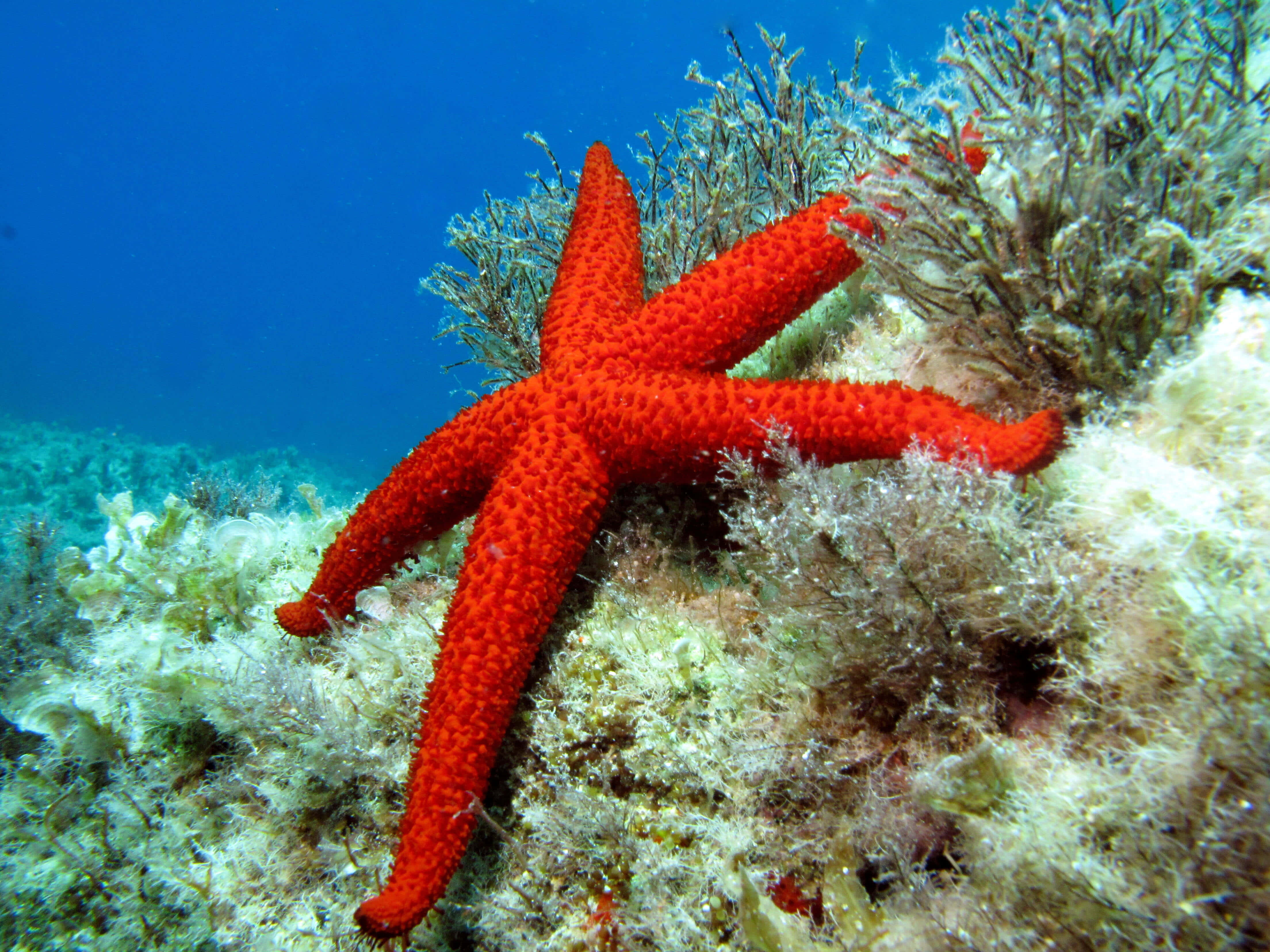 vibrant red sea star, bumpy texture, coral reef, 4K Desktop Wallpaper