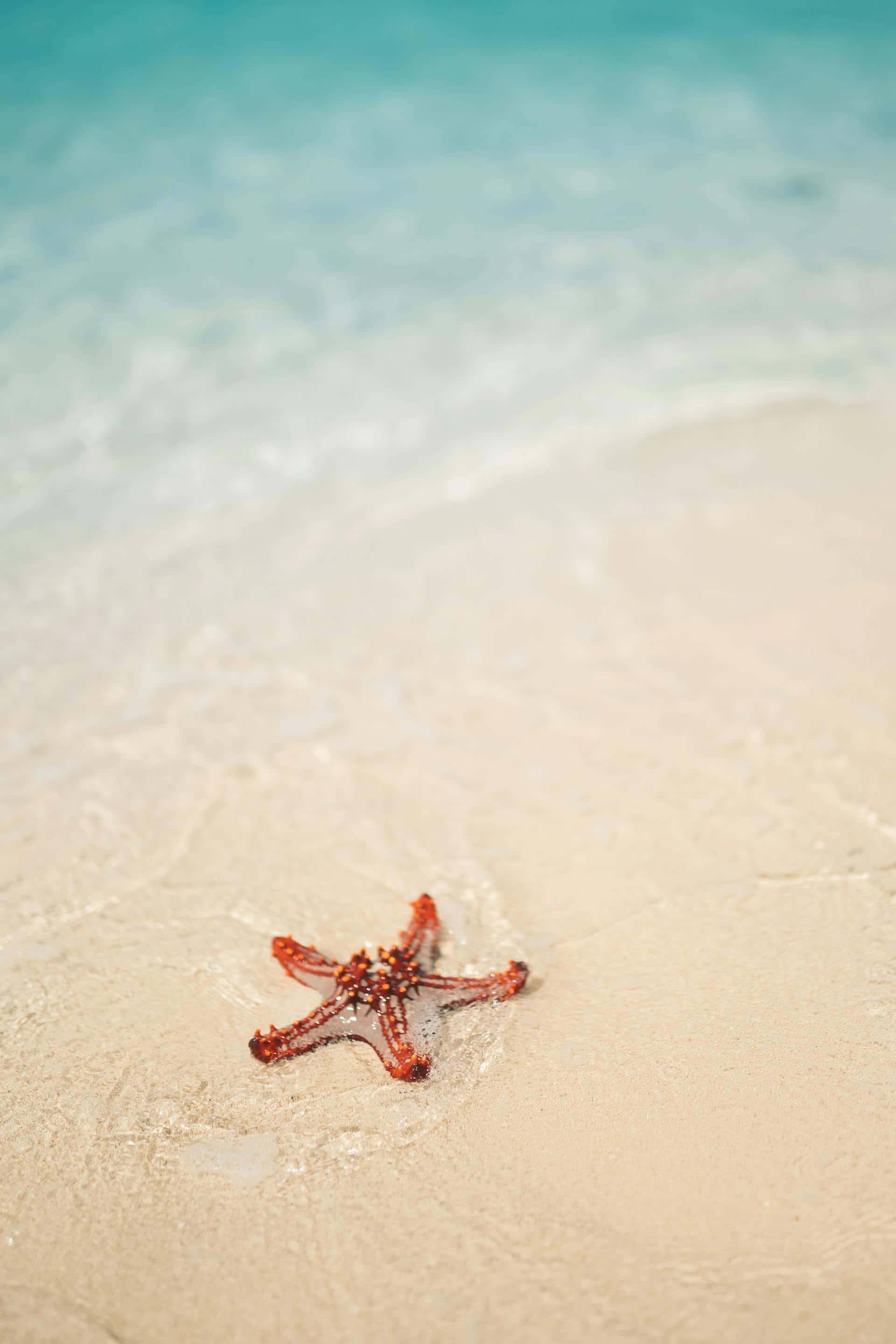 beige beach starfish, vibrant orange starfish, wet beige sand, 2K Phone Wallpaper