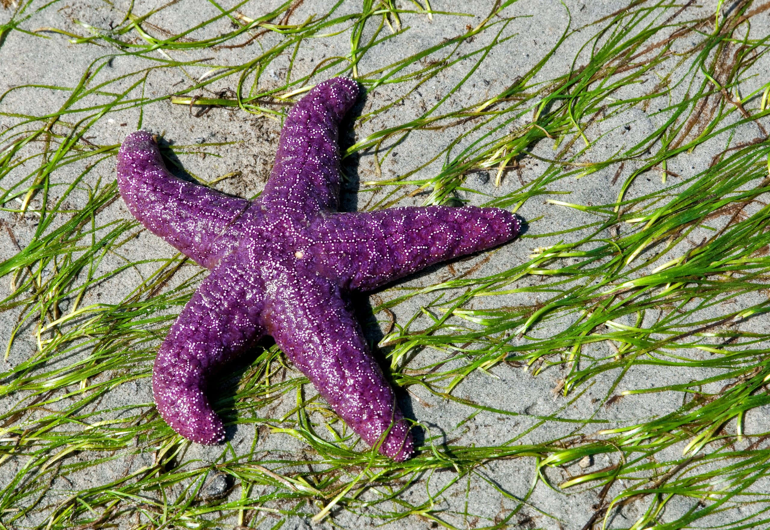 purple sea star, sandy beach, green sea grass, 2K Desktop Wallpaper