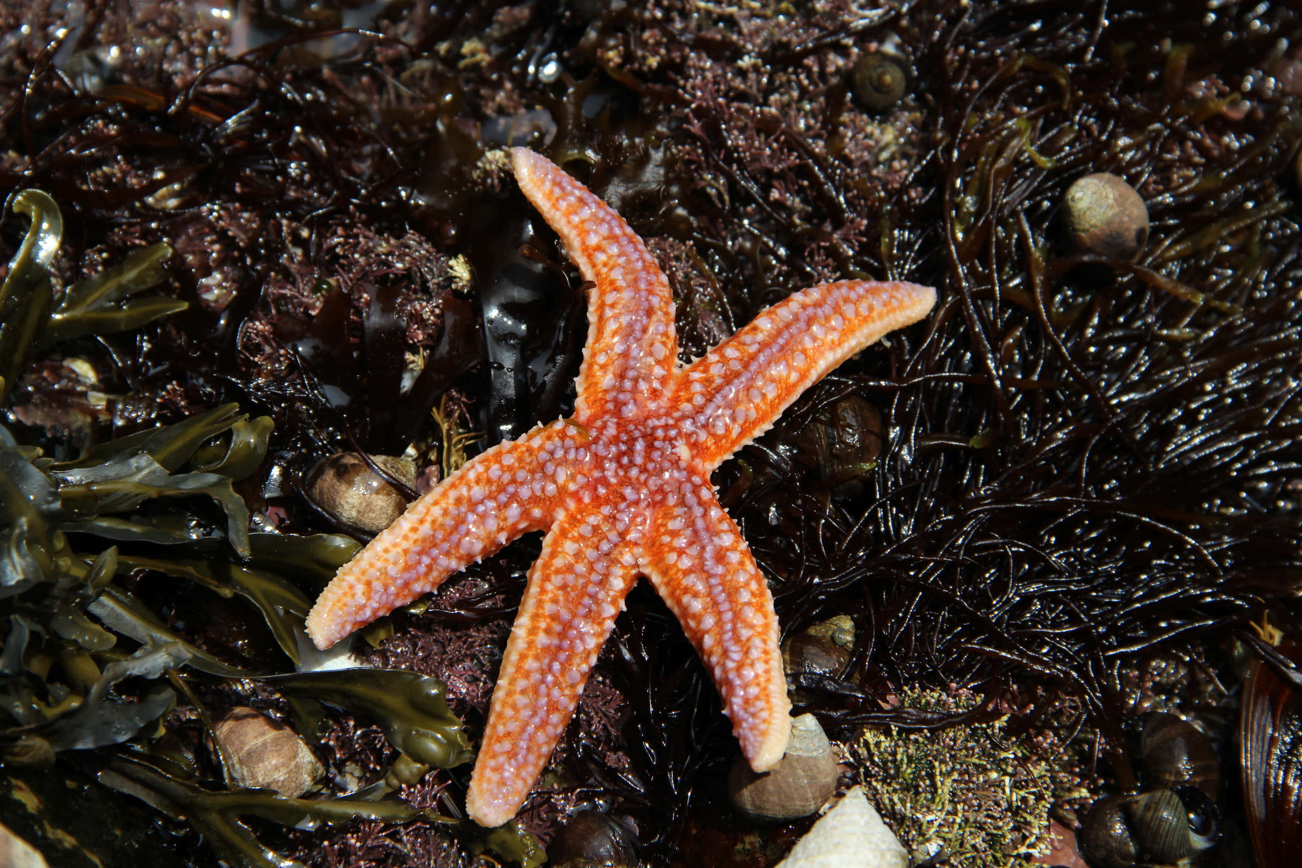 orange starfish, seaweed, dark seaweed, 2K Desktop Wallpaper