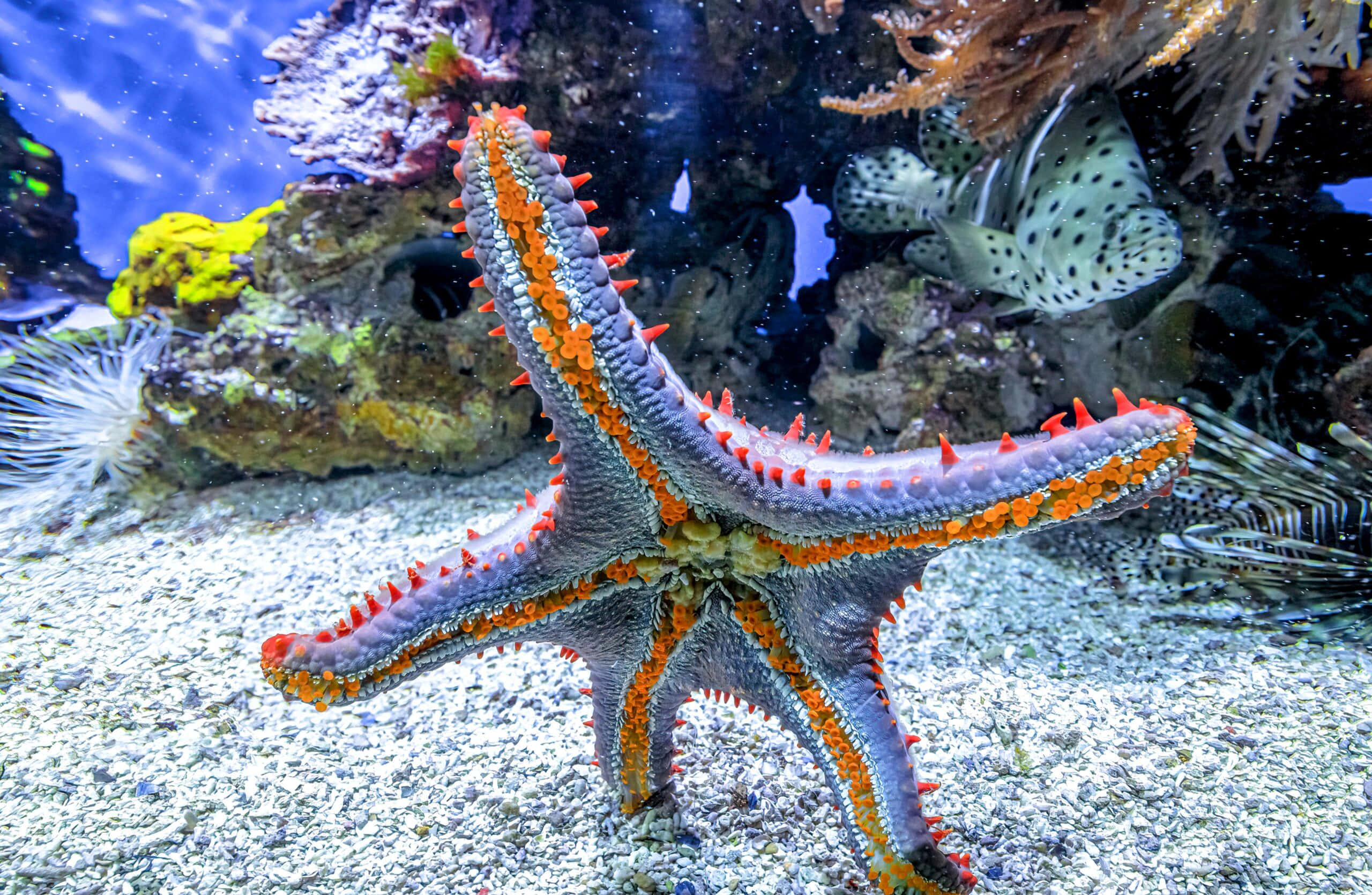 colorful sea star, vibrant orange and gray starfish, spiky arms, 2K Desktop Wallpaper